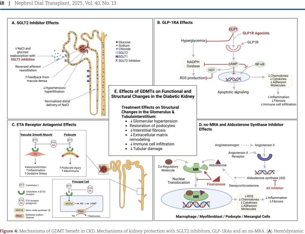 hardik4u24's tweet image. 🚀 Explore how #SGLT2i , GLP-1RAs, ns-MRAs, ERAs, &amp;amp; ASIs revolutionizing #CKD treatment 

Targets hemodynamics, inflammation, fibrosis, and beyond! 🌟 

📖 doi.org/10.1093/ndt/gf…
 
#NDT #Nephrology #Cardiology #InternalMedicine #Finerenone #MedTwitter