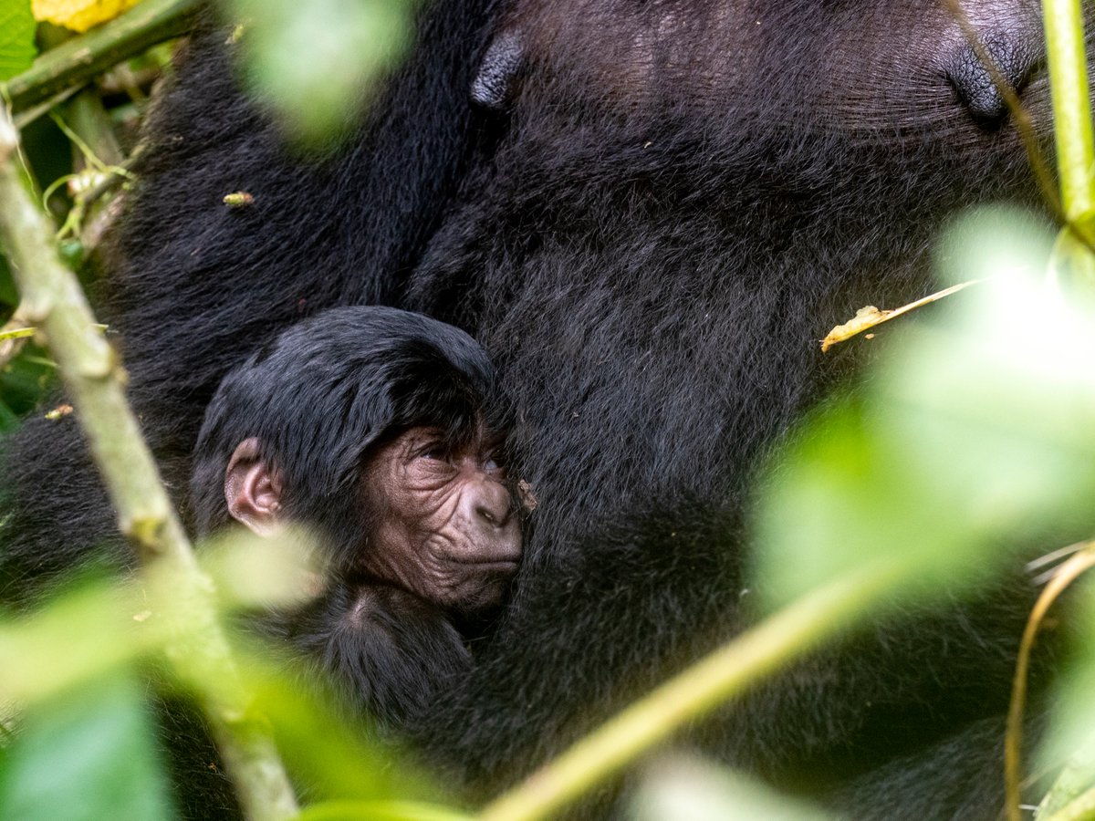 Baby gorillas are as fragile as human babies, but poaching, disease, and deforestation put them at risk. With just 1,000 left in the wild, they’re on the brink of extinction. For £4 a month, you can help protect them. Adopt a gorilla today: bit.ly/adoptagorilla