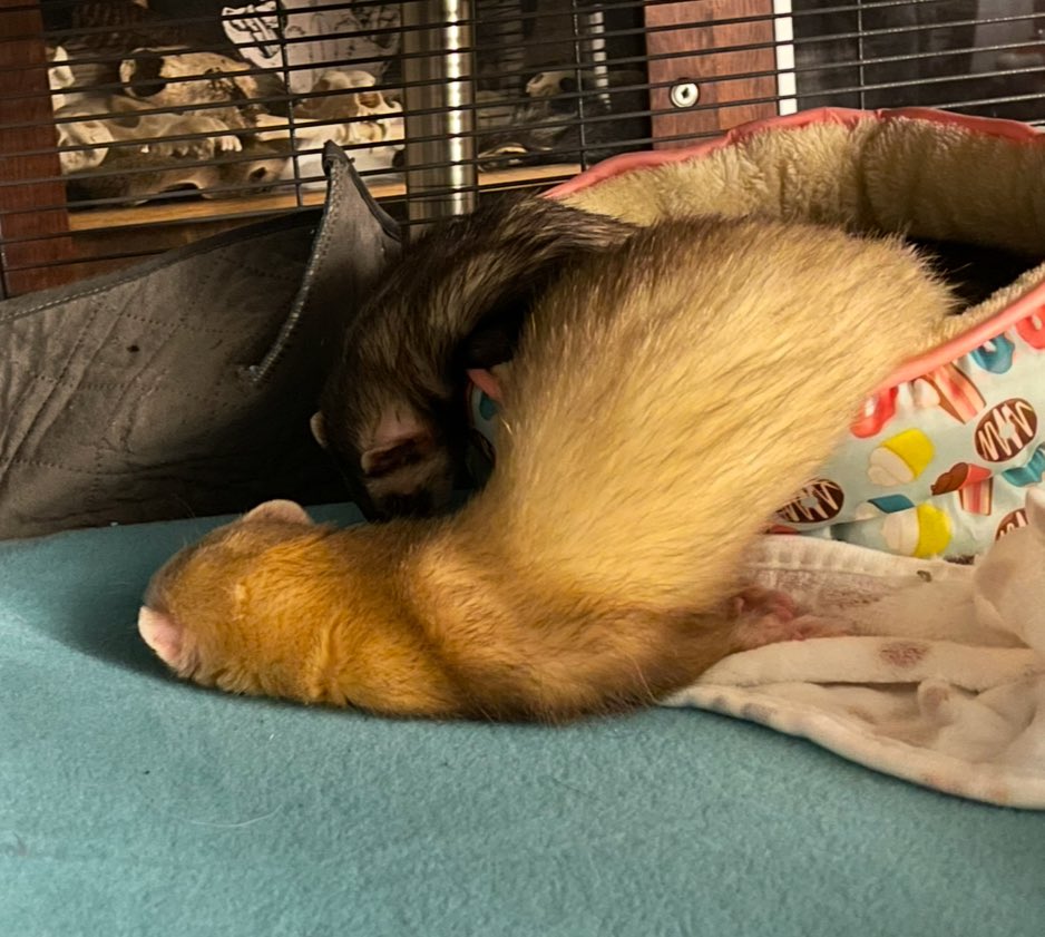 pasteldogteeth's tweet image. hi i’m havik and these are my sentient goose necks, Lestat and Louis