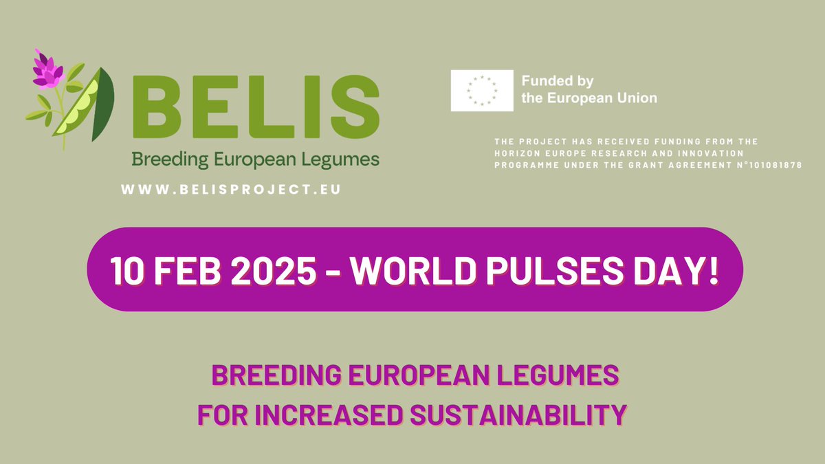 BELIS Project (@belis_eu) on Twitter photo Today is 10 February 2025, 𝐖𝐨𝐫𝐥𝐝 𝐏𝐮𝐥𝐬𝐞𝐬 𝐃𝐚𝐲!
Visit our web belisproject.eu and discover how <a href="/HorizonEU/">Horizon Europe 🇪🇺</a> <a href="/BELIS_EU/">BELIS Project</a> Project contributes to farming #sustainability through legume #breeding and #innovation 🫛🌱🇪🇺
#WorldPulsesDay Today is 10 February 2025, 𝐖𝐨𝐫𝐥𝐝 𝐏𝐮𝐥𝐬𝐞𝐬 𝐃𝐚𝐲!
Visit our web belisproject.eu and discover how <a href="/HorizonEU/">Horizon Europe 🇪🇺</a> <a href="/BELIS_EU/">BELIS Project</a> Project contributes to farming #sustainability through legume #breeding and #innovation 🫛🌱🇪🇺
#WorldPulsesDay