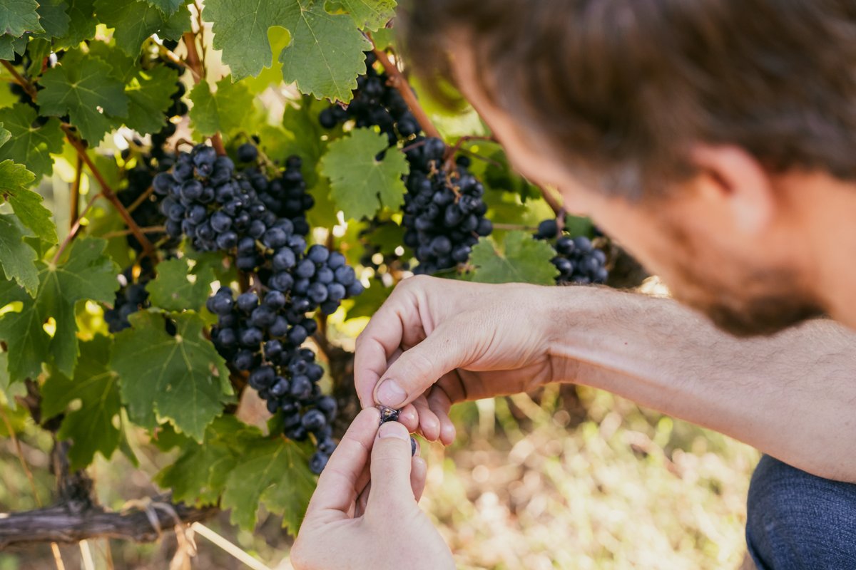 #Harvest Season in full swing! 🍇🚜
The vineyards are buzzing as our members bring in the fruits of their labour. From cool-climate elegance to bold expressions of terroir, each winemaker and Guild Member crafts something truly special. 

What’s your favourite #SA wine style?