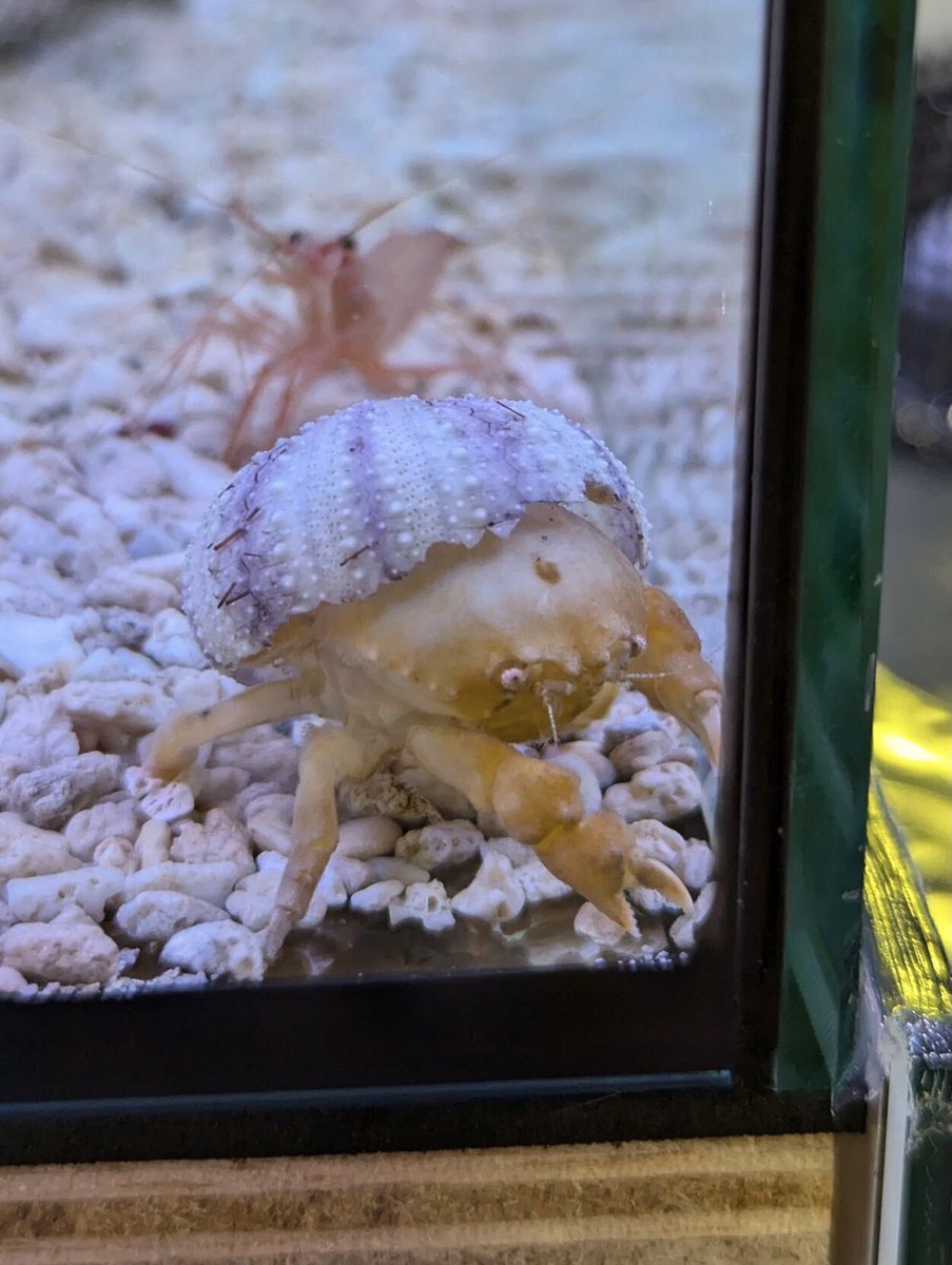 マリン@リミックスインター店 tweet media