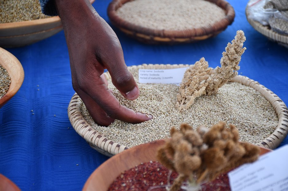 In the heart of Murambiwa Village in Bikita District, Ivy Mutingwende, a 32-year-old farmer, is rewriting the narrative of rural livelihoods through growing svoboda, a forgotten millet. 

Read more on Ivy's story here: pelumzimbabwe.org/from-2-kilogra…