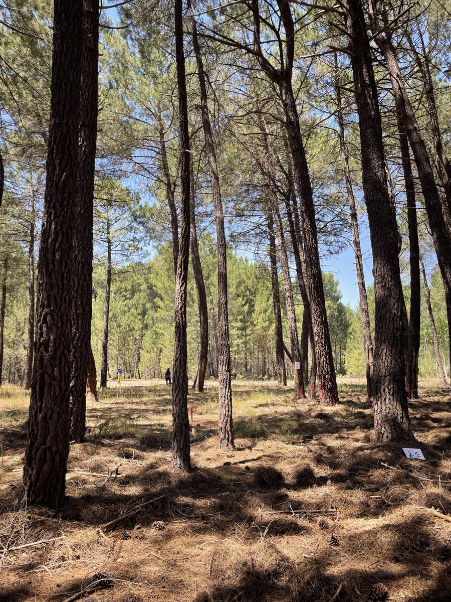 Small4Good (@small4good) on Twitter photo Discover our Living Labs!
We're tackling key challenges for forest owners across Europe:
π·π΄ Small owners & bureaucracy
πͺπΈ Resilience & land management
π©πͺ π¨π Climate & pests
π³π΄ Innovation & future
π Read our blog posts: ow.ly/uInk50UbSxi
π²#Small4Good
#ForestManagement Discover our Living Labs!
We're tackling key challenges for forest owners across Europe:
π·π΄ Small owners & bureaucracy
πͺπΈ Resilience & land management
π©πͺ π¨π Climate & pests
π³π΄ Innovation & future
π Read our blog posts: ow.ly/uInk50UbSxi
π²#Small4Good
#ForestManagement