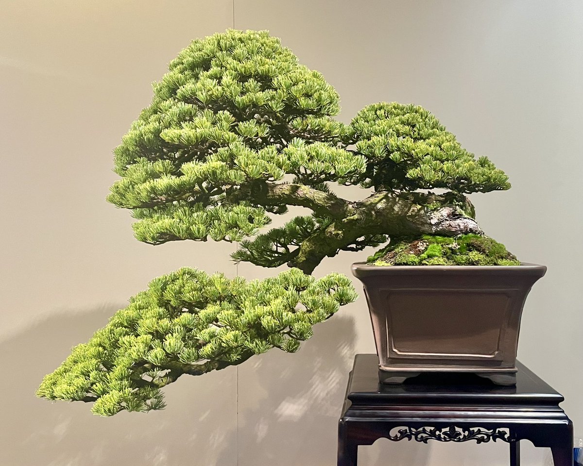 【第99回国風盆栽展】