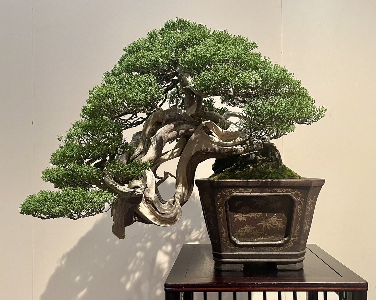 zuisho_0623's tweet photo. 【第99回国風盆栽展】 https://t.co/AcqAzDb3DT