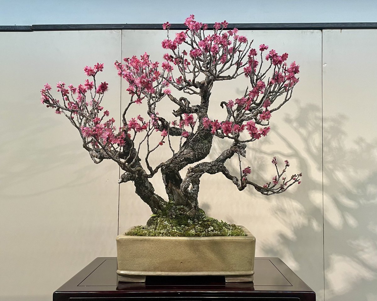 zuisho_0623's tweet photo. 【第99回国風盆栽展】 https://t.co/AcqAzDb3DT