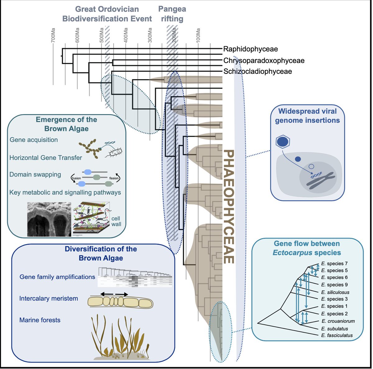 Cool! A comprehensive genomic analysis of brown algae that shows hows a burst of genome evolution (HGT, new genes, new protein domains architectures and expansion of gene families) on their origin. The study also highlights the important role of viruses in shaping brown algae