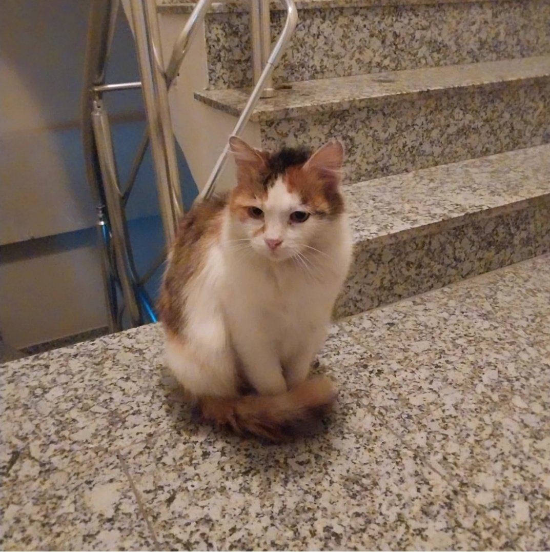 elifkedisii's tweet photo. Taşınırken bırakmıslar. Apartmana sığınıyormuş her fırsatta ama orada da istenmiyor maalesef. Barınağa haber verilecekmiş. 
Gözünde yaşı herkesin kucağında bir yudum sevgi dilenen kuzunun hikayesine çok üzüldüm. 

Yuvasını açmak isteyen olur mu ? 🥹 https://t.co/VyUwzJyIXN