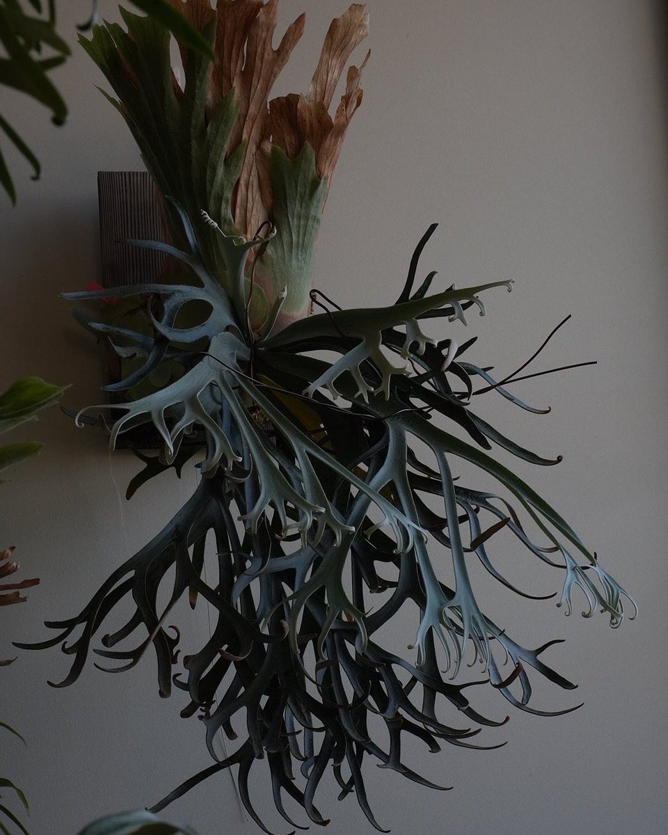 (経済的に)危険な植物
ビカクシダウィリンキーで御座います。