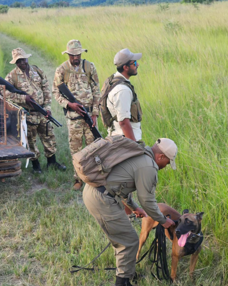 We are both honoured and privileged to be <a href="/ProjectRhinoKZN/">ProjectRhinoKZN</a> conservation partners across a multitude of expansive and incredible wildlife reserves under their member programmes.

Our specialist conservation dogs are supporting the frontline wildlife rangers with the continued