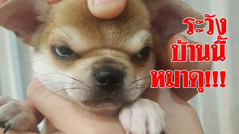 SantaOfficialTH's tweet image. ระวังชิวาว่าดุ... #Perfect10LinersEP16