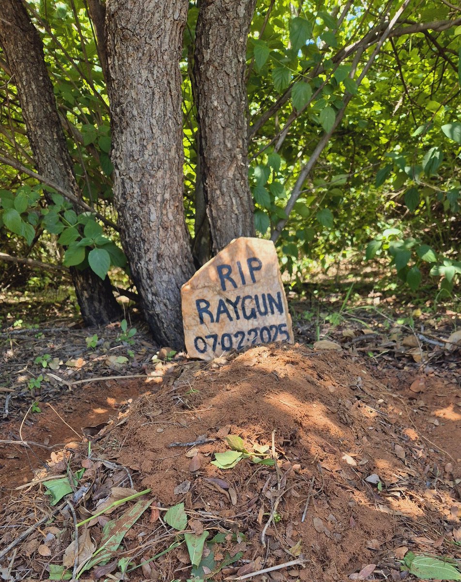 Raygun, we are distraught. Your death serves as a stern reminder to us of the work we still have left to do to protect wild animals and what a far way the youth needs to come to learn respect and appreciation for other living creatures. #OwlRescueCentre