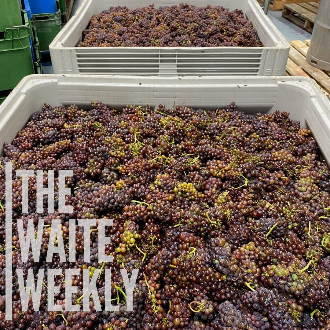 The Waite Weekly Alert 10 February 2025 - mailchi.mp/thewaite/the-w…