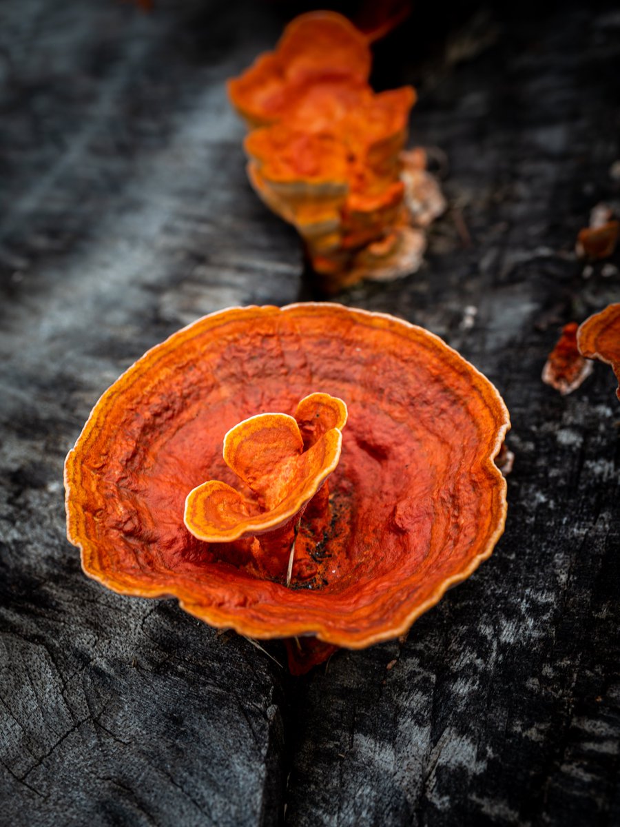 wlsw5050's tweet image. Herbal Treasure: Unveiling Natural Endurance - Boosting Secrets for High - Altitude Climbers.
#MedicinalMushrooms  #OEM  #functionalmushroom  #HerbalTreasure  #oemfactory