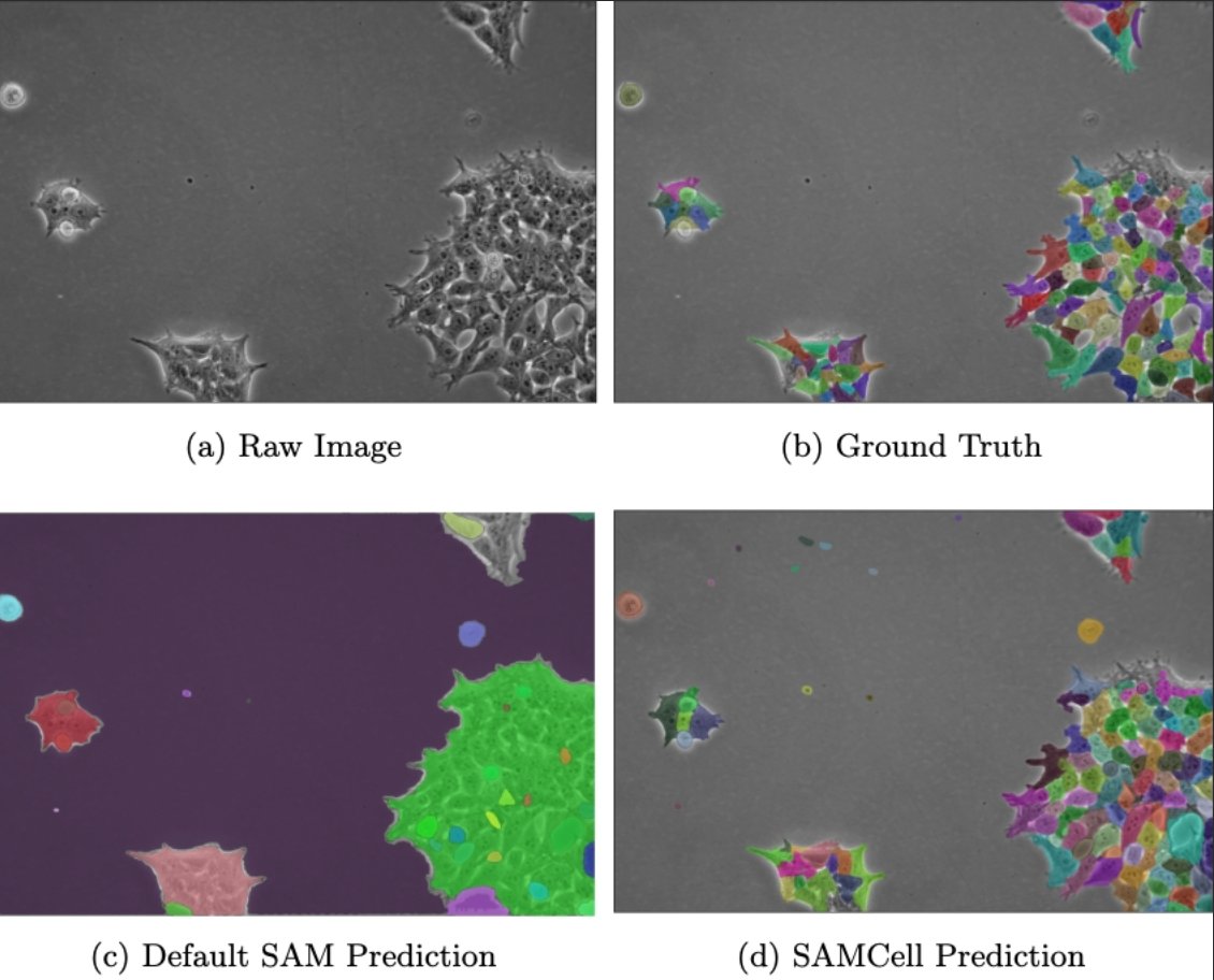 SAMCell: Generalized Label-Free Biological Cell Segmentation with Segment Anything
Alexandra Dunnum VandeLoo, Nathan J. Malta, Emilio Aponte, Caitlin van Zyl, Danfei Xu and Craig Forest
doi.org/10.1101/2025.0…