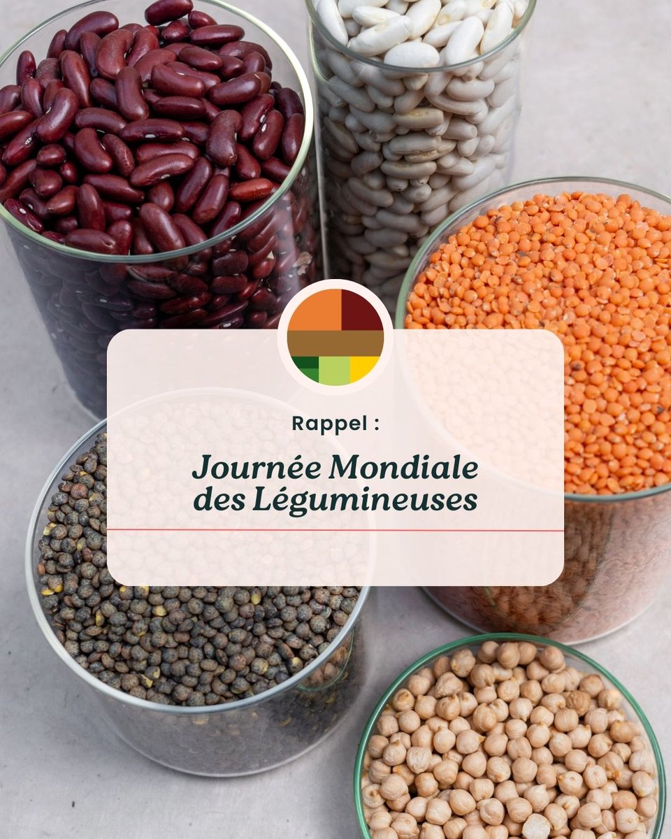 Journée mondiale des #légumineuses : de grands pouvoirs impliquent de grandes responsabilités ! ✨🫘

🌱 Elles fixent l’azote et nourrissent la terre
🥗 Elles sont source de protéines et fibres pour notre #santé
🐄 Elles nourrissent aussi nos animaux

Les légumineuses, les