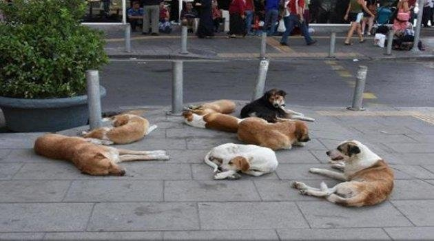 haskologlu's tweet photo. 🔴#SONDAKİKA | Tarım Bakanlığı 81 ile talimat gönderdi.

Sokaktaki sahipsiz her bir köpek için belediyelere 71.965 TL para cezası kesilecek. https://t.co/W3bLVjNnxz