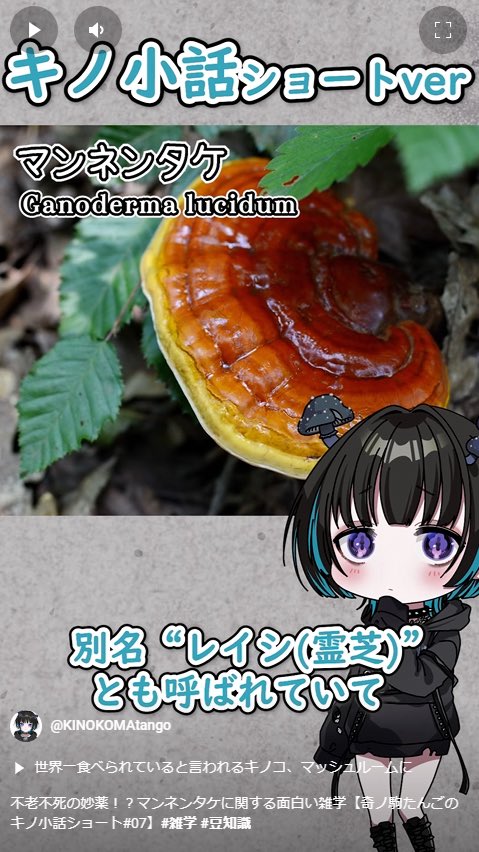 KlNOKO_MAtango's tweet photo. ショート動画を公開しました…！！

今回紹介するのは
『マンネンタケ』です🍄

ご視聴&amp;高評価&amp;コメントをよろしくお願いします👀💖💬

↓URLはツリーに記載しています↓ https://t.co/Em03ISqj8o
