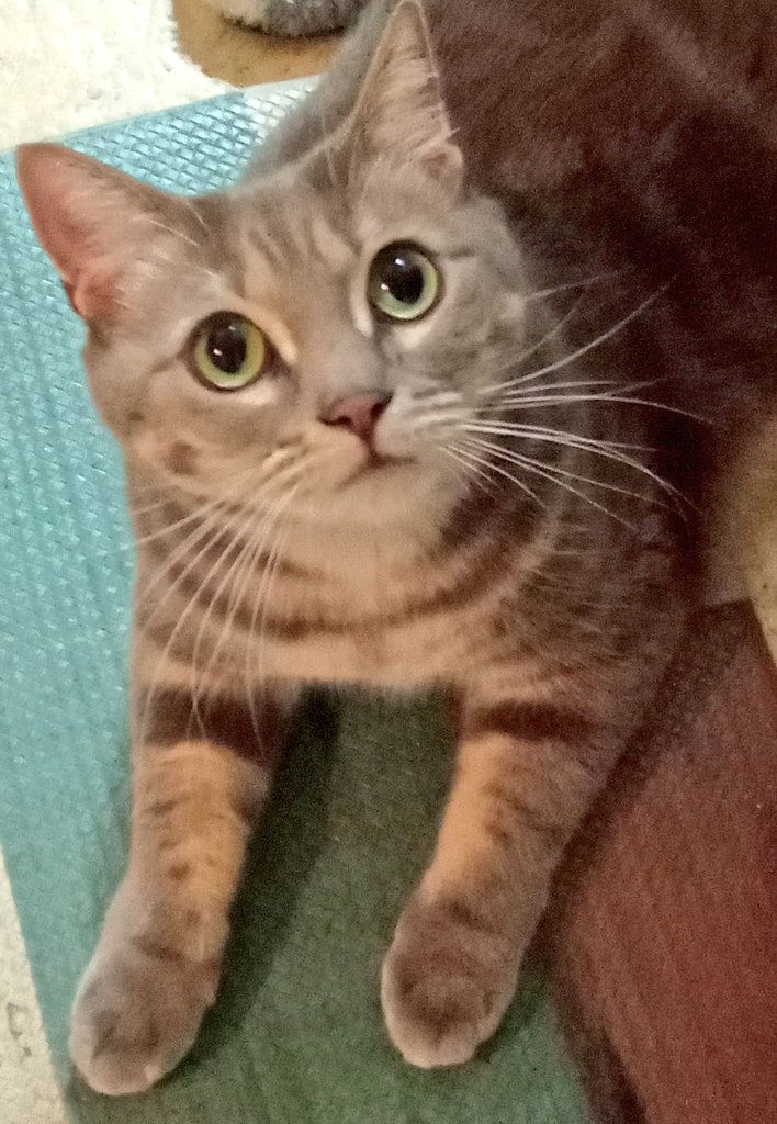 aki015's tweet photo. 愛猫🐈️ https://t.co/Myh66EJk9m