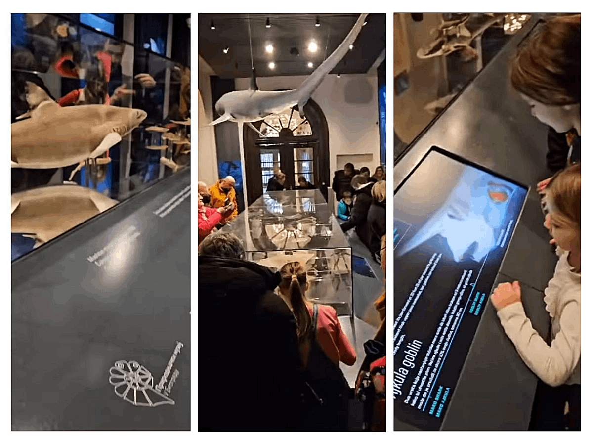 До јуна 2025. године у Палати науке можете погледати гостујућу изложбу Америчког природњачког музеја из Њујорка, под називом „Ајкуле“, као и одабране таксидермијске примерке јадранских ајкула из збирки Природњачког музеја. 
Стручни консултант: Дубравка Вучић, музејски саветник.