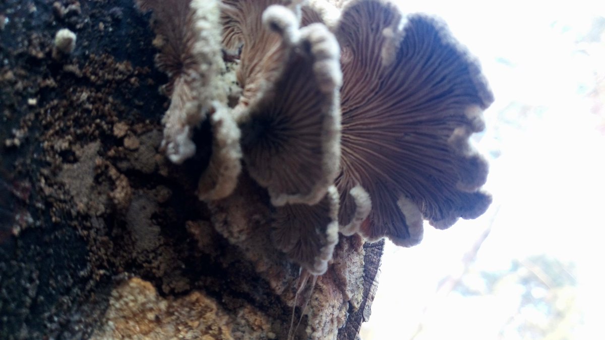 LX8111's tweet photo. Wish you a wonderful #MushroomMonday. #GemeinerSpaltblättling #SchizophyllumCommune #SplitGill #Pilze #Mushroom #Fungi https://t.co/hmF67SFsxn