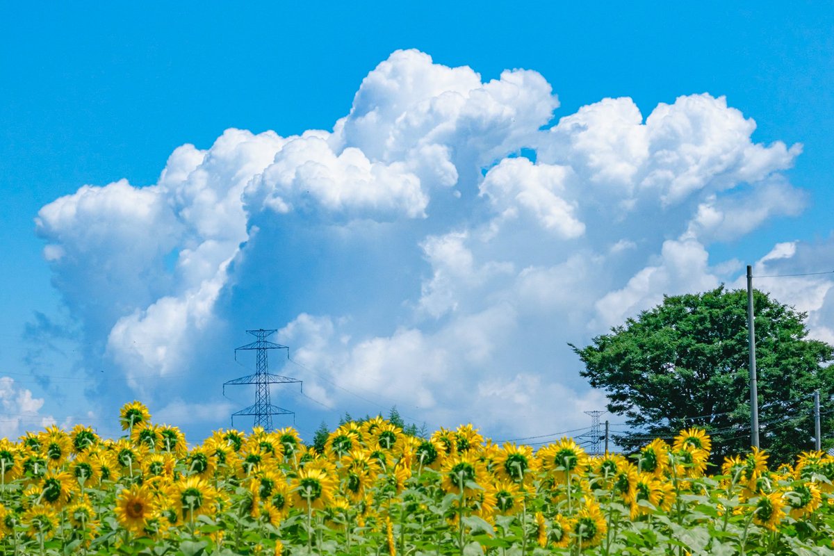 photo_okina's tweet image. 田舎は好きですか？