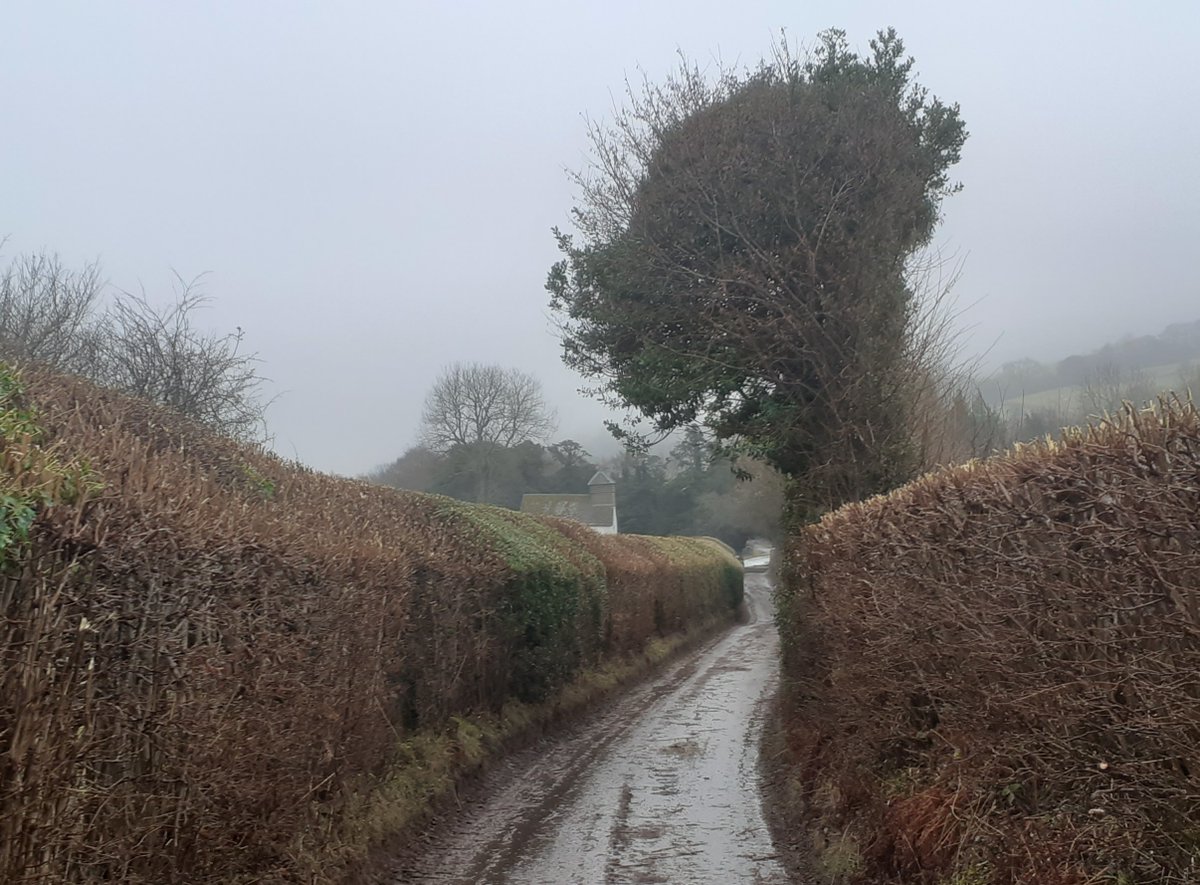 Dave Hodson Gardens tweet media