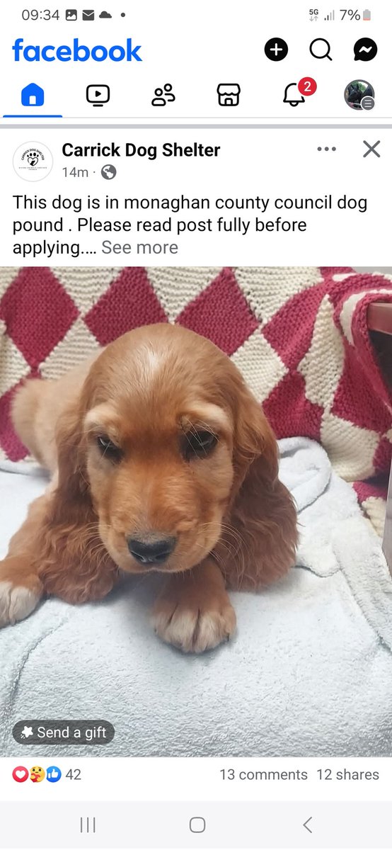 catlowry54's tweet photo. Not easy seeing a puppy in a pound #MonaghanPound please share.... https://t.co/bOAIY33x4K