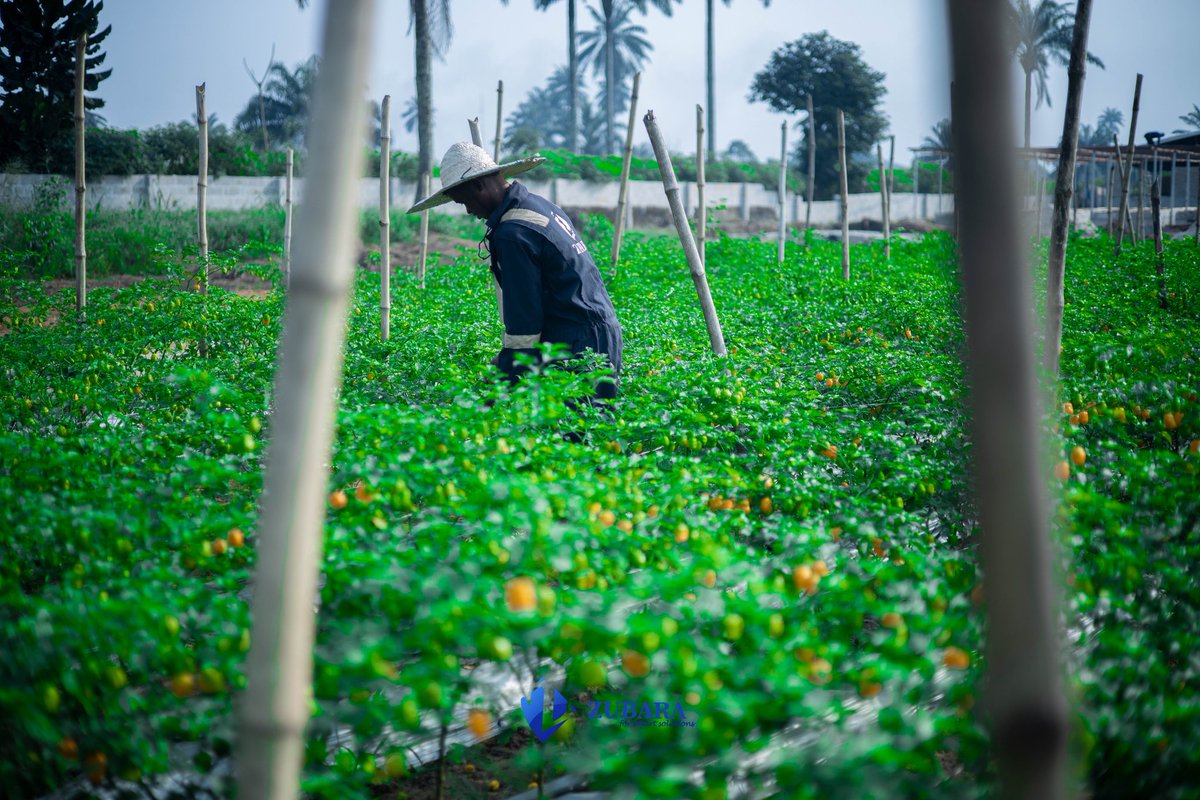 Zubaraglobal's tweet photo. From Soil to Solution – Cultivating Sustainability, Harvesting Affordability!
  
We’re not just growing crops; we’re growing solutions. By fostering sustainable agricultural practices, we work to reduce food costs and ensure fresh, quality produce reaches every home.  

#ZUBARA https://t.co/wbQE6pUo8Z
