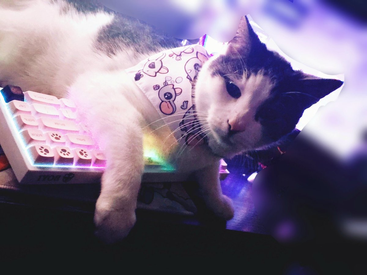 Bear modeling his new <a href="/theAllianceGG/">Alliance</a> bandana 🐀