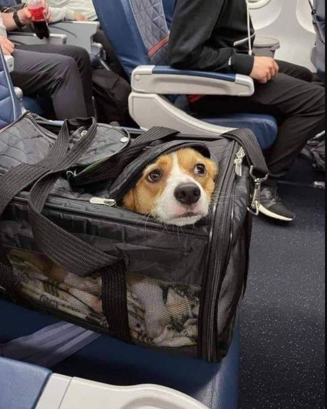 TweeetsOfDogs's tweet image. Airplane Mode ✈️🌏