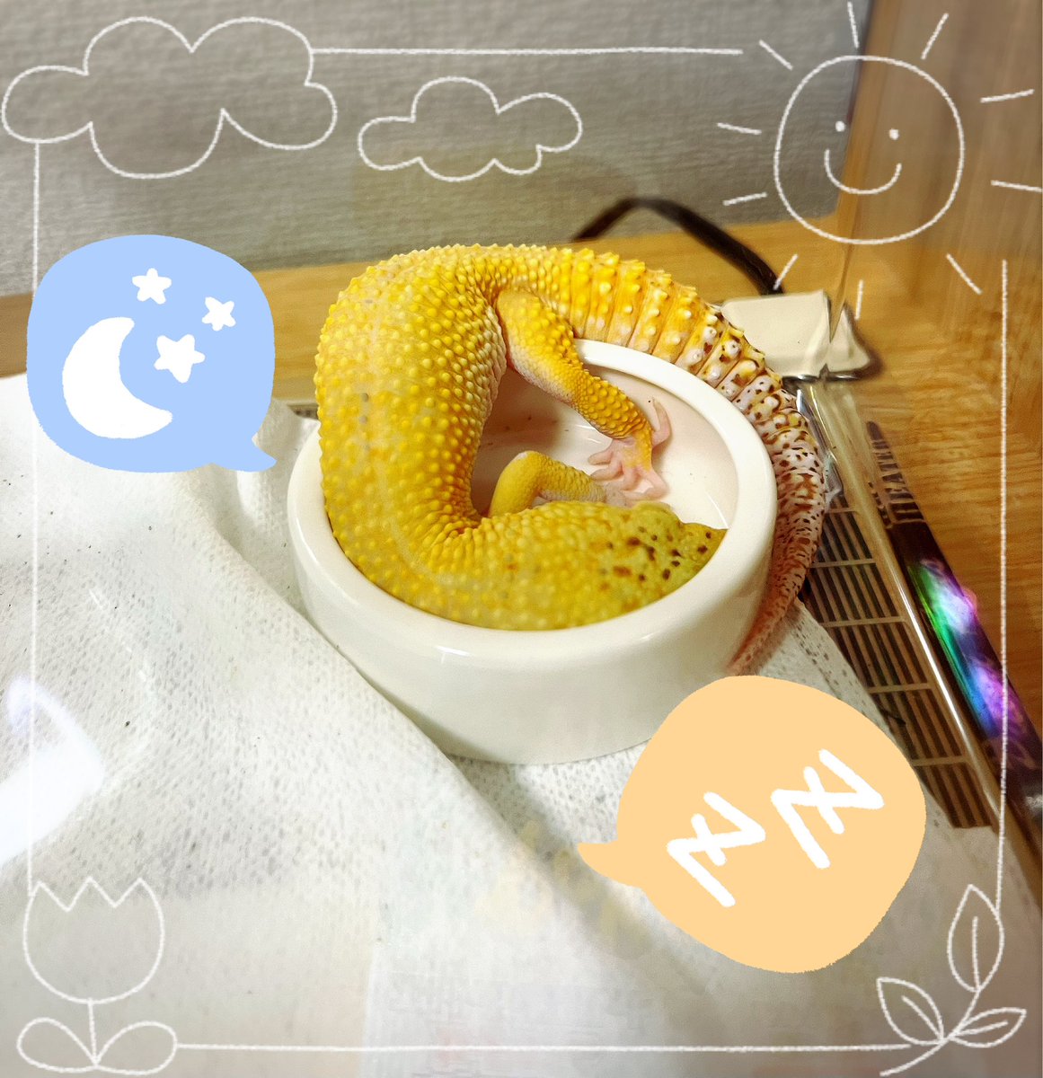 みなさんのレオパ達の写真や動画が可愛すぎて癒されています🥹💕✨
我が家のレオくん、エサ食べてそのまま寝た…？
#ヒョウモントカゲモドキ
#レオパードゲッコー