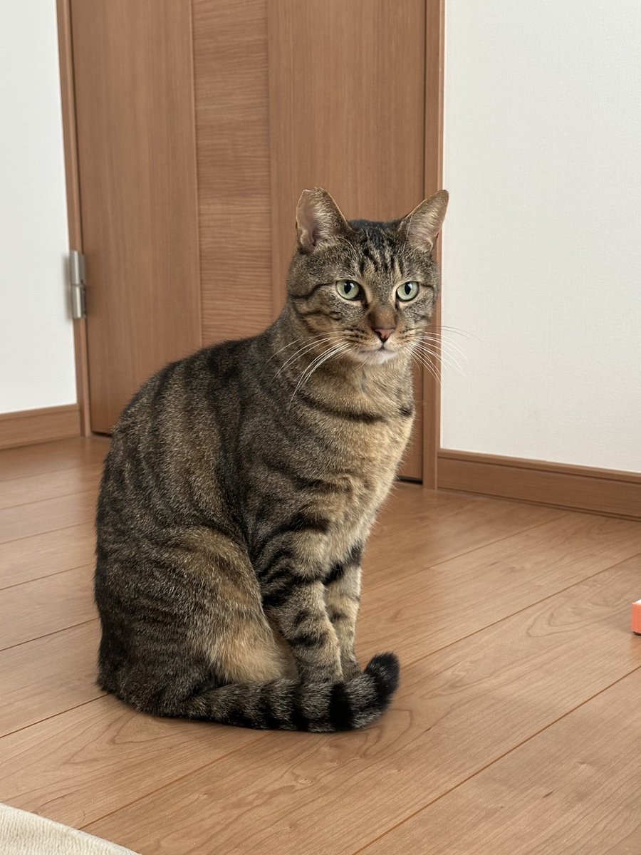 ChigasakiCat's tweet photo. 令和７年2月15日開催　CCP主催　第１４８回　保護猫たちの幸せ探し会　ご予約承り中！！！  https://t.co/0Q6Oofp6hf https://t.co/EyGjMxHFUA