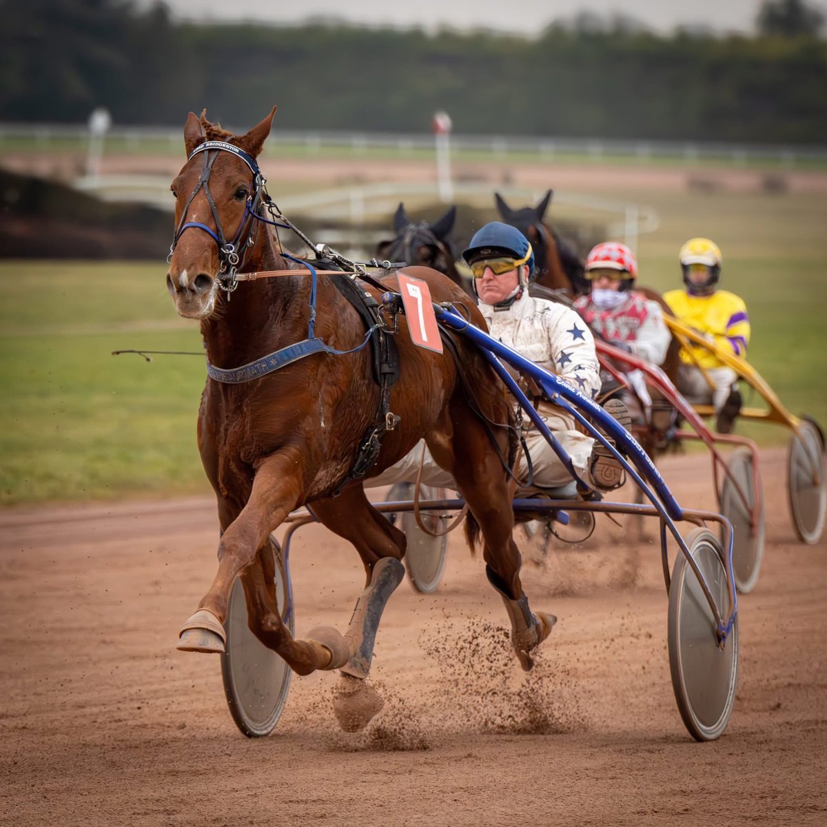 Retour en 📸 sur la troisième place de Lord Bridgerton vendredi à Argentan 🥉

Un grand bravo à sa propriétaire et éleveuse Michelle Kokkes pour ce résultat ! 🏆✨