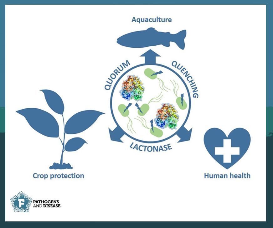 Novel alternatives to stop #pathogens getting away with murder ☠️ In this study, Gonzales and col. harness the potential of #enzymes as a powerful tool to inhibit bacterial #virulence across diverse hosts species. 👉 buff.ly/42vRdga
#PathogDis #QuorumSensing