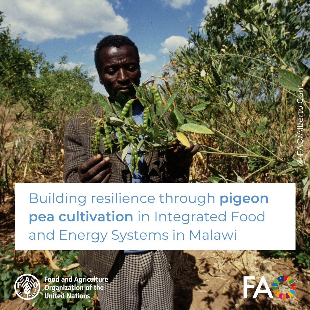 FAOInnovation's tweet photo. Did you know?
๐ซ68% of farmers in Malawiโs #DSLIP project grow pigeon peas! This pulse supports Integrated Food & Energy Systems & boosts #Resilience
#FAOSHARP+ & #Behaviourchange assessments provide key insights into farming practices
โก๏ธhttps://t.co/U8vtw9SAfP
#WorldPulsesDay https://t.co/EpuG5nYaPp