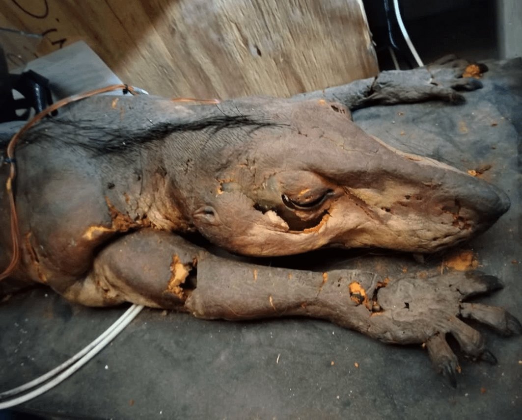 TMtheEQplusNerd's tweet photo. Apparently the owner of Dinostar museum in the UK put up Indricothere and Walking with Dinosaurs Cynodont animatronic on Marketplace
If anyone wants to buy and preserve it it's still up for sale rn https://t.co/PtEmog5D6K