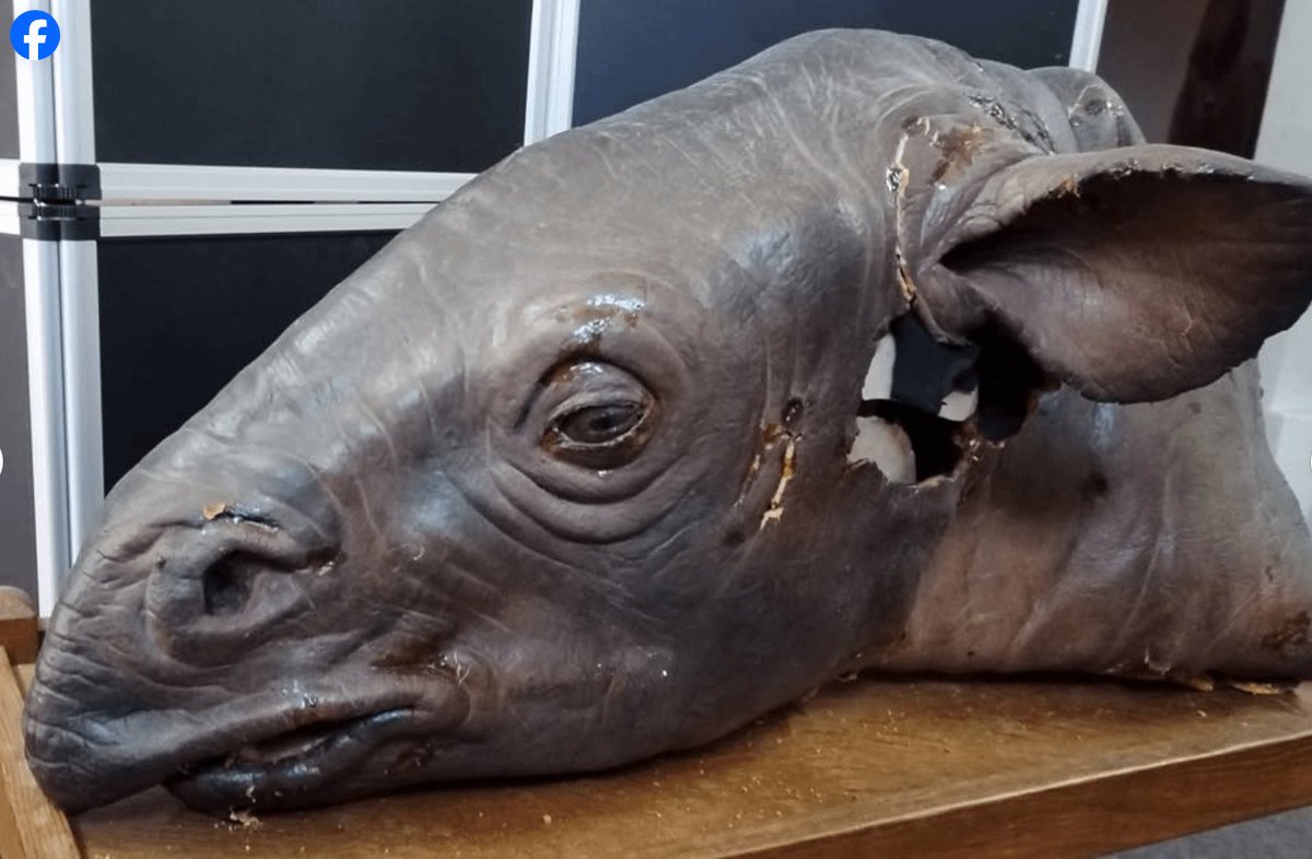 TMtheEQplusNerd's tweet photo. Apparently the owner of Dinostar museum in the UK put up Indricothere and Walking with Dinosaurs Cynodont animatronic on Marketplace
If anyone wants to buy and preserve it it's still up for sale rn https://t.co/PtEmog5D6K