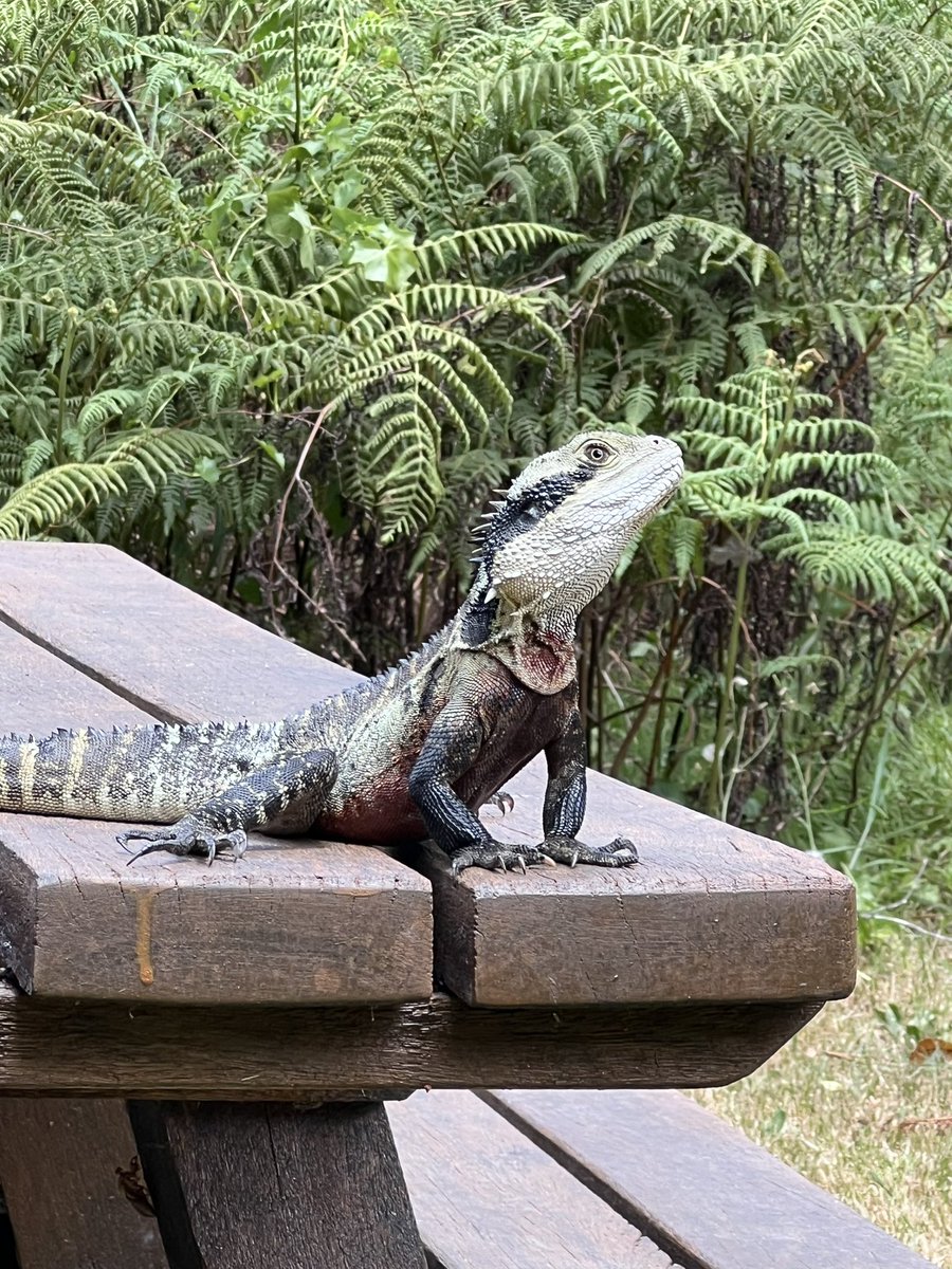 8/10 on the Raptor Scale!
This lizard of Lane Cove is readily adapting to human influence but can’t say the same about vulnerable West Australian rock dragons. 
Support UWA students conduct vital research into declining populations and impact of habitat loss and human activity.