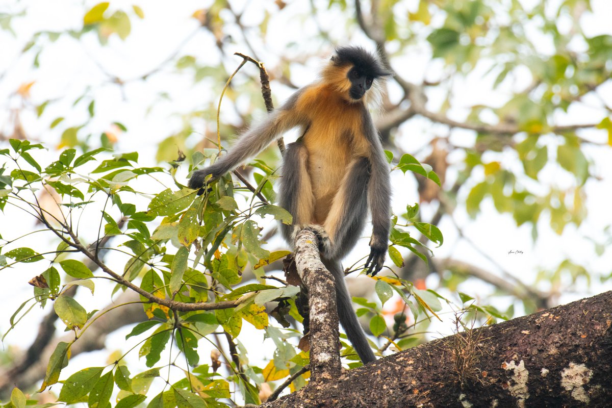 AmanChetryAC's tweet photo. 'The golden colour is fully contrasted.'

Capped Langur
D7500, 200-500mm
📌Manas Tiger Reserve (https://t.co/Awsbo4Po7i)

Captured at the Nikon Workshop for Wildlife.

#cappedlangur #wildlifephotography #nikon #nikonphotography #nikonindiaofficial #nikonnortheast https://t.co/fyLtgUvMsP