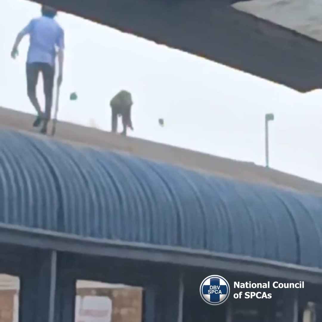 The NSPCA is offering a R20,000 reward for info leading to a conviction in the killing of Raygun, a Chacma baboon chased, beaten &amp; set alight.

nspca.co.za/r20000-reward-… 

🔗 Support: nspca.co.za/donate/

#JusticeForRaygun #NSPCA #StopAnimalAbuse