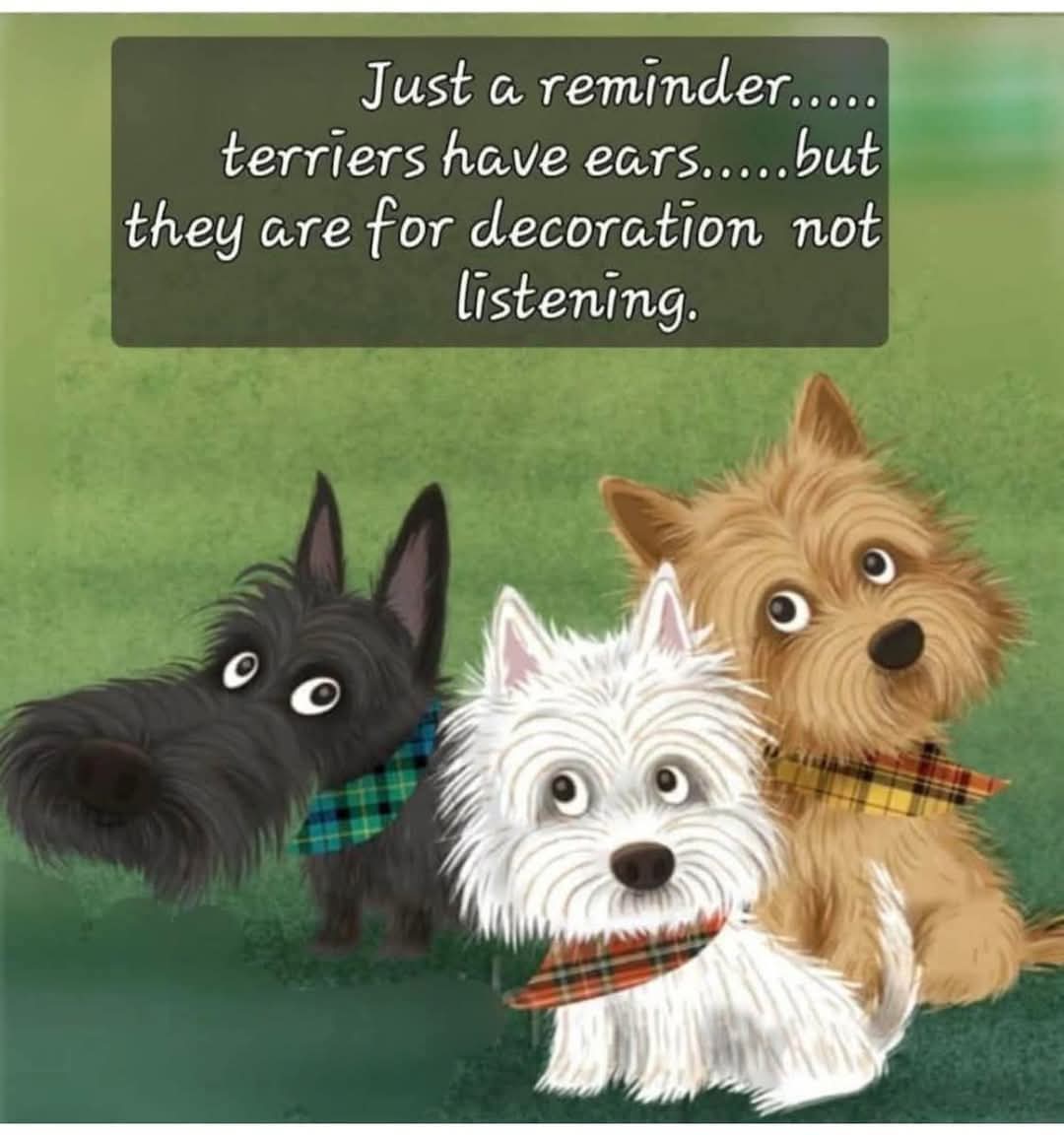 McGregor The Westie Angel 🇬🇧 (@mcgregorwestie) on Twitter photo 