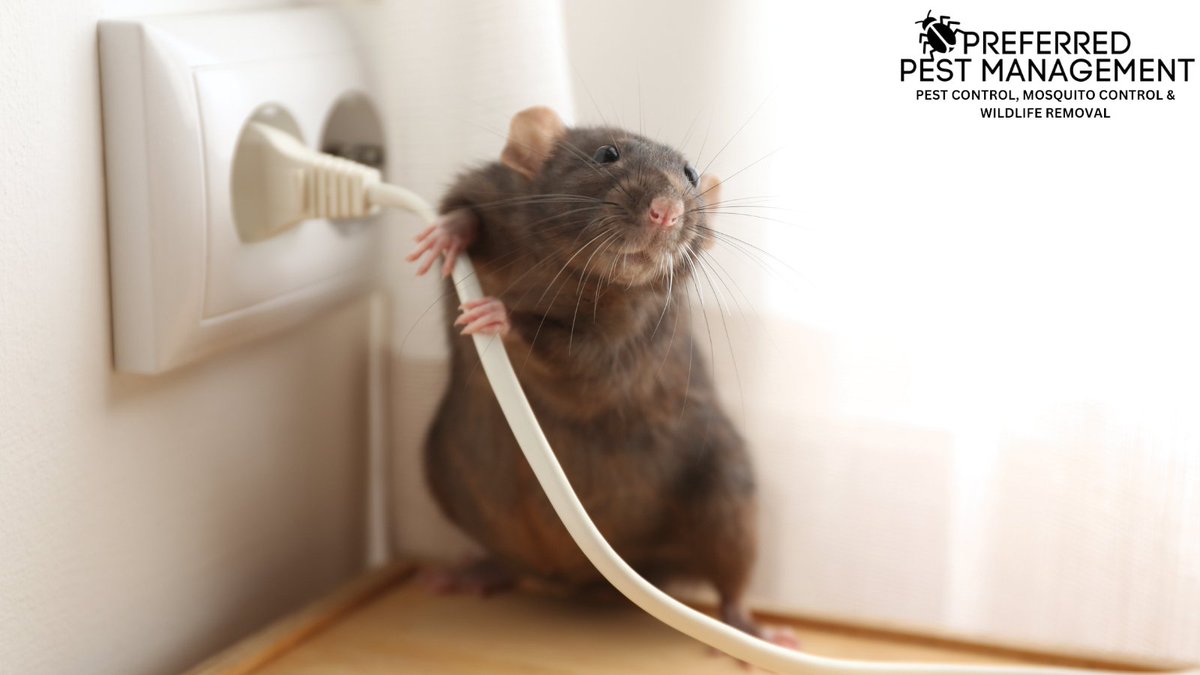 PreferredPestTX's tweet image. 🐜 Keep Your Plano Business Pest-Free! 🏢

Pests can harm your reputation, damage property, and pose health risks to customers and employees. 

👉 Read more: preferredpestmanagement.org/why-businesses…

#BusinessPestControl #PlanoTX #PestFreeBusiness