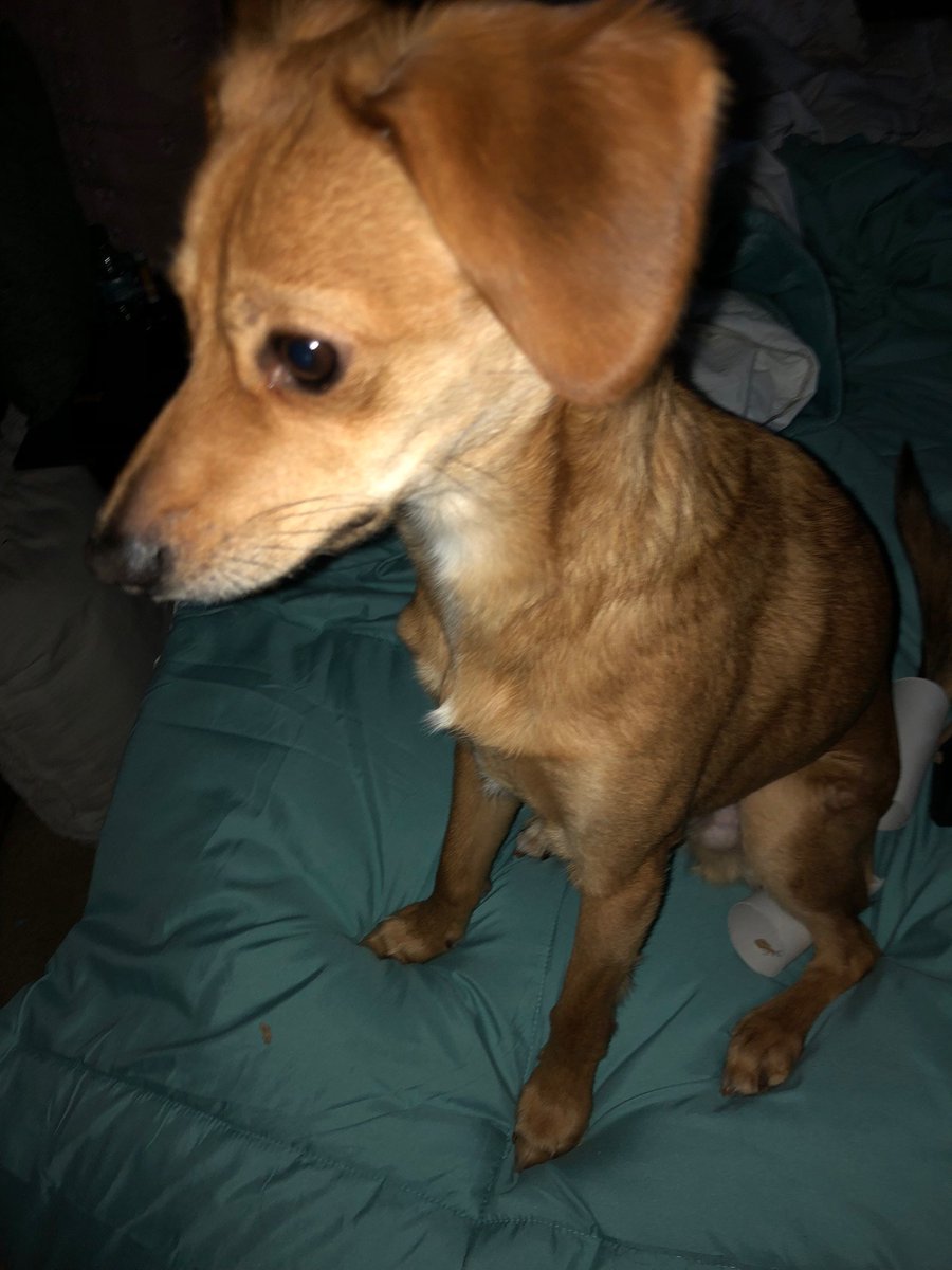 LanceUnbroken's tweet photo. Here's a little something my rescuer wrote about his latest rescue!  
https://t.co/s9BKOcfhhR https://t.co/CJtnVdqYNF