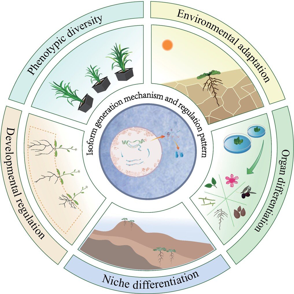 AbioticStress's tweet image. Review by Li et al. @wileyplantsci @NewPhyt

Roles and #regulatory patterns of #protein isoforms in plant #adaptation and #development

nph.onlinelibrary.wiley.com/doi/10.1111/np…

#PlantSci @Wild4EcoFash @Crop4Clima @CropGlobal @MiCRop_research @SEBiology @NaturePlants @plantstress1 @sci_plant