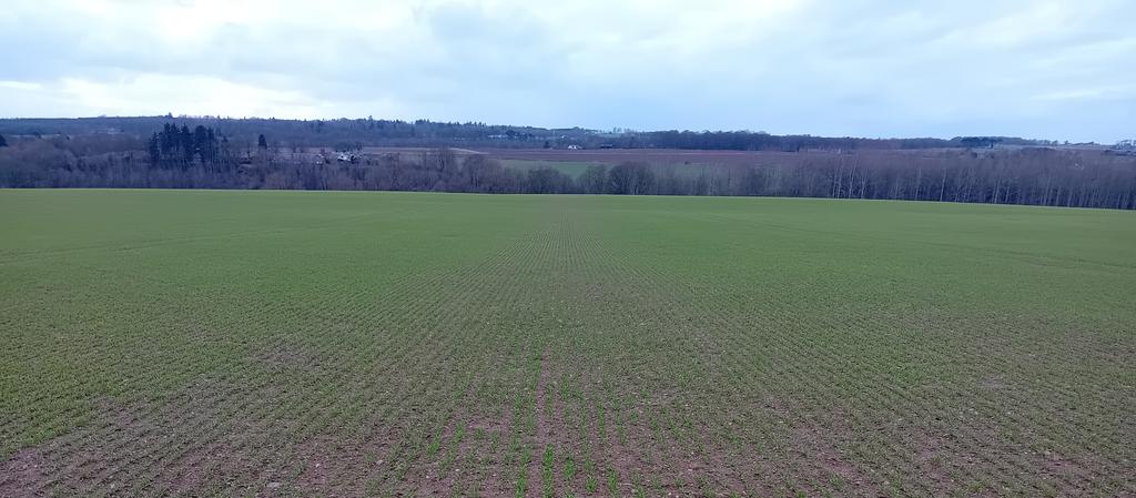 Geese have made an even job of this winter barley.
