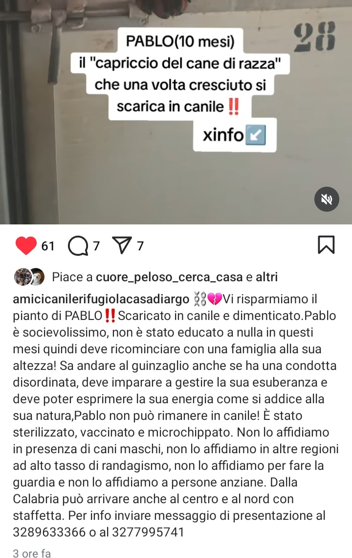 zampa_qua's tweet photo. STRAURGENTISSIMO🆘🆘🆘🆘☎️3277995741🐕Ho sentito parlare dell’amore, fate si che l’amore di qualcuno possa scegliermi"PABLO piange😭, vuole uscire da quella gabbia, regaliamogli questo sogno se lo merita non può rimanere in canile ‼️ADOTTATELO #adotta 🙏 https://t.co/ri6QGQJ1RQ