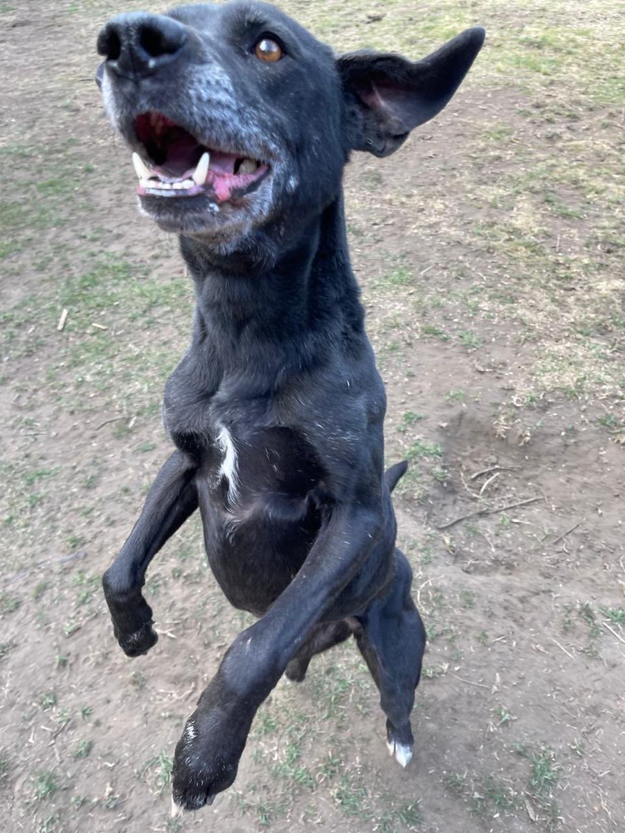 FundacionToby's tweet photo. Buenos días familia!! 🐾

Comenzamos la cuenta regresiva para el pago de la renta del refugio 💜✨

Esta semana daremos lata con esto y con las clínicas, por favor ténganos paciencia y ojalá esté en sus posibilidades ayudarnos, recuerden que todo suma!! 

Cuentas Toby

-BANCOMER 
Cuenta: 0117412991
Clabe: 012180001174129915
Tarjeta: 4555113008742068

- Mercado pago
Clabe: 722969010583593935
Tarjeta: 5428780103864245

- Paypal

https://t.co/IWW9kwJFr6