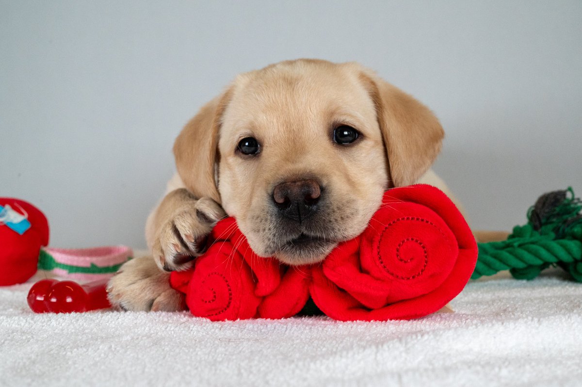 Guide Dog Foundation tweet media